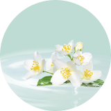 jasmine